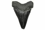Serrated, Juvenile Megalodon Tooth - South Carolina #374228-1